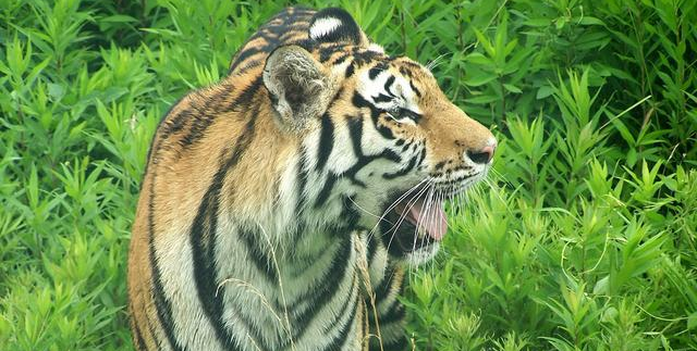 识人辨音:怎样解不同类型的人·学习笔记